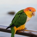 White-bellied Parrot - Photo (c) chickadeebanditry, some rights reserved (CC BY-NC), uploaded by chickadeebanditry