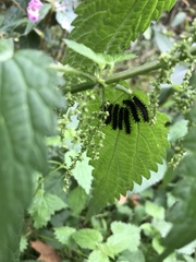 Nymphalini
