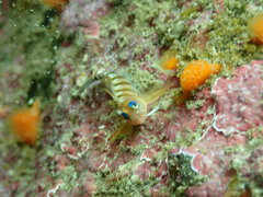 Notoclinops segmentatus