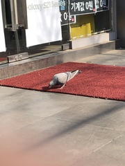 Columba livia domestica