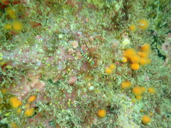 Notoclinops segmentatus