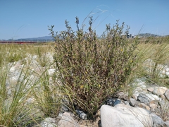 Crotalaria bialata