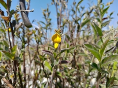 Crotalaria bialata
