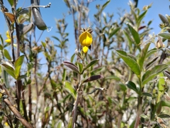 Crotalaria bialata