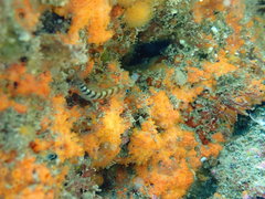 Notoclinops segmentatus