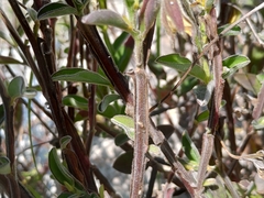 Crotalaria bialata
