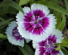 Dianthus barbatus