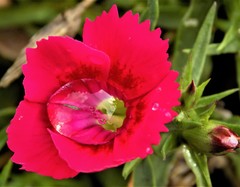 Dianthus barbatus