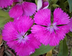 Dianthus barbatus