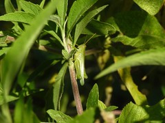 Atrachelacris