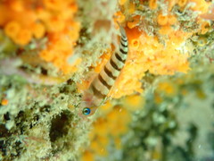 Notoclinops segmentatus