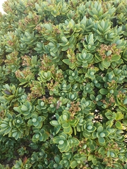 Veronica topiaria
