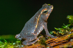 Rhinella castaneotica