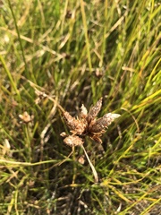Bolboschoenus caldwellii
