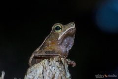 Rhinella castaneotica