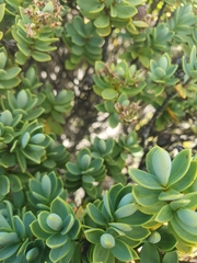 Veronica topiaria