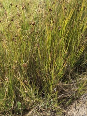 Bolboschoenus caldwellii