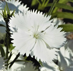 Dianthus barbatus