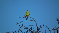 Crithagra sulphurata