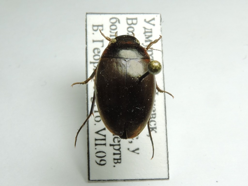 Agabus fuscipennis