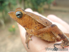 Rhinella castaneotica
