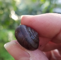 Helminthoglypta diabloensis