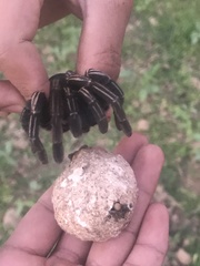 Cyriopagopus albostriatus