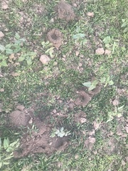 Cyriopagopus albostriatus