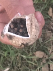 Cyriopagopus albostriatus