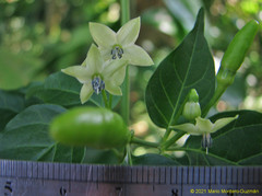 Capsicum frutescens