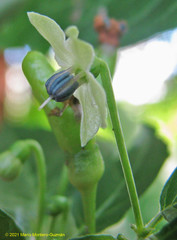 Capsicum frutescens