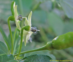 Capsicum frutescens