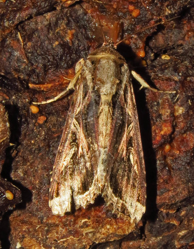 Sweet Potato Armyworm Moth photo 6