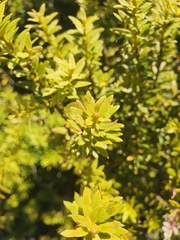 Podocarpus laetus × Podocarpus nivalis