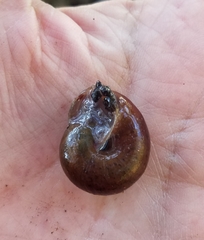 Helminthoglypta diabloensis