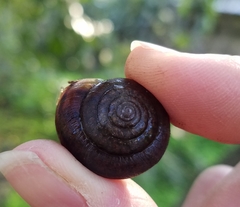 Helminthoglypta diabloensis