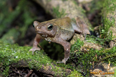 Rhinella castaneotica