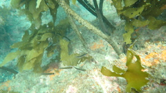 Forsterygion maryannae