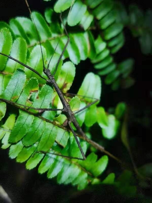 Pseudocentema liui