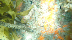 Forsterygion maryannae