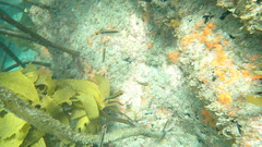 Forsterygion maryannae