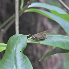Chlorocysta suffusa