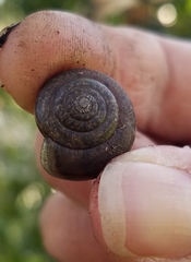 Helminthoglypta diabloensis