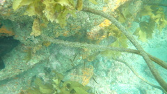Forsterygion maryannae