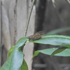 Chlorocysta suffusa