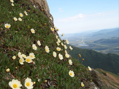 Dryas alaskensis