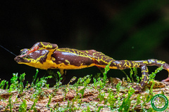 Atelopus hoogmoedi