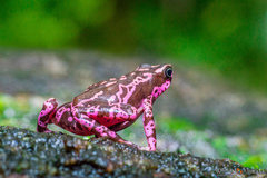 Atelopus hoogmoedi