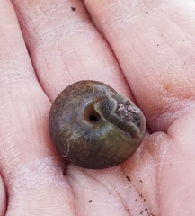 Helminthoglypta diabloensis