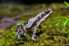 Atelopus hoogmoedi